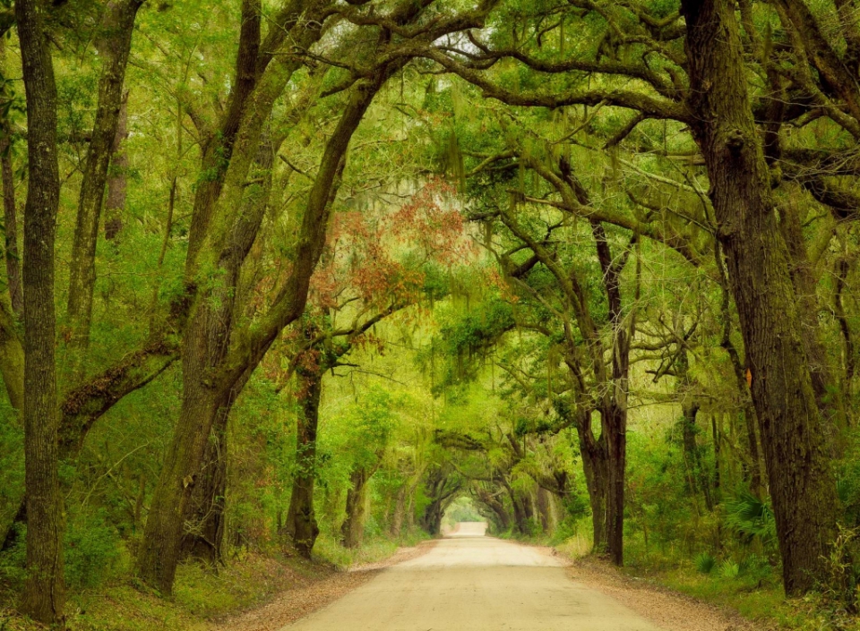 Oak Tunnel At Botany Bay, South Carolina - Beautiful Places. Best 